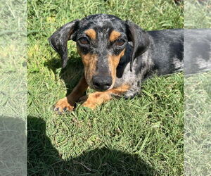 Medium Dachshund