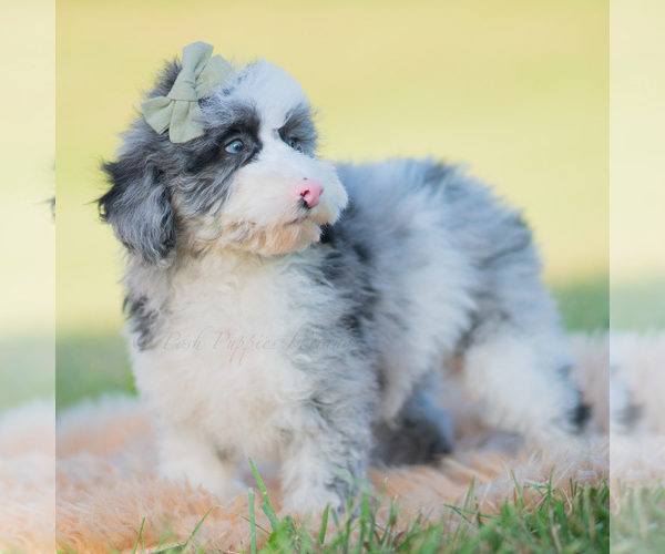 Medium Photo #8 Goldendoodle (Miniature) Puppy For Sale in WARSAW, IN, USA