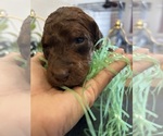 Puppy Puppy 7 Australian Labradoodle