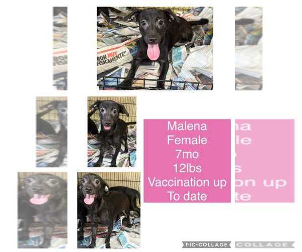 Medium Photo #3 Dachshund-Labrador Retriever Mix Puppy For Sale in Virginia Beach, VA, USA