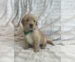Small Photo #35 Golden Retriever Puppy For Sale in IRWIN, PA, USA