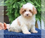 Small #3 Cavapoo