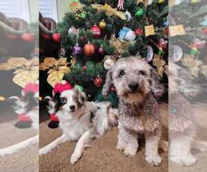Mother of the Aussiedoodle Toy puppies born on 07/31/2026