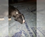 Small #6 American Pit Bull Terrier