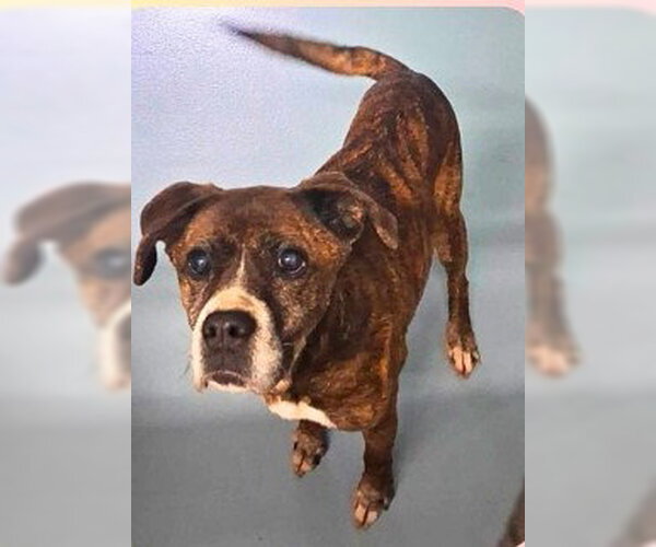 Medium Photo #4 American Staffordshire Terrier-Unknown Mix Puppy For Sale in Sheboygan, WI, USA