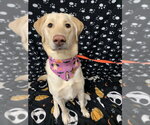 MAX - Male Labsky Dog for Adoption - Small photo