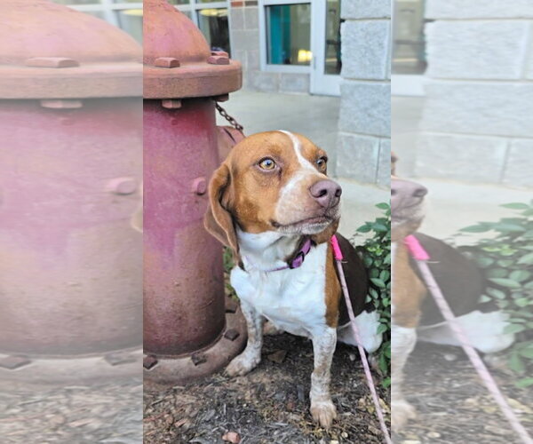 Medium Photo #5 Beagle Puppy For Sale in Dunnellon, FL, USA