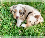 Small Photo #9 Miniature Australian Shepherd Puppy For Sale in WOODWARD, OK, USA