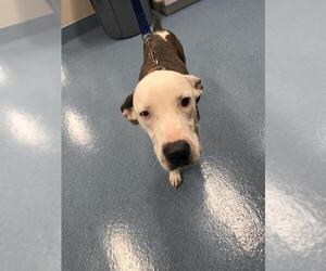 Labrador Retriever-Unknown Mix Dogs for adoption in Pearland, TX, USA