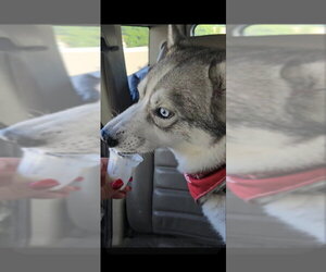 Snow - Male Siberian Husky Dog for Adoption - Photo #7