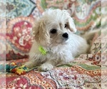Karmel - Male Cav-A-Malt Puppy for Sale - Photo #6