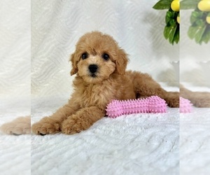 Goldendoodle (Miniature) Puppy for sale in GREENFIELD, IN, USA