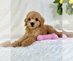 Image preview for Ad Listing. Nickname: Gracie