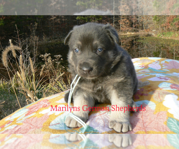 Medium Photo #5 German Shepherd Dog Puppy For Sale in PIEDMONT, MO, USA