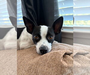 Chihuahua-Unknown Mix Dogs for adoption in Davis, CA, USA