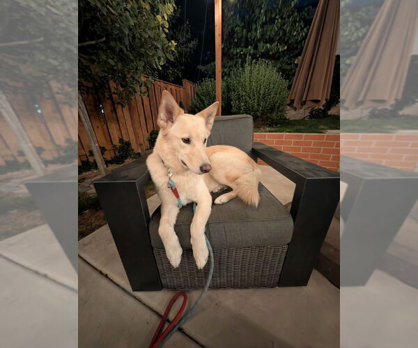 Medium Photo #6 Golden Retriever-Huskies  Mix Puppy For Sale in Salt Lake City, UT, USA