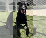 Small #2 Labrador Retriever Mix