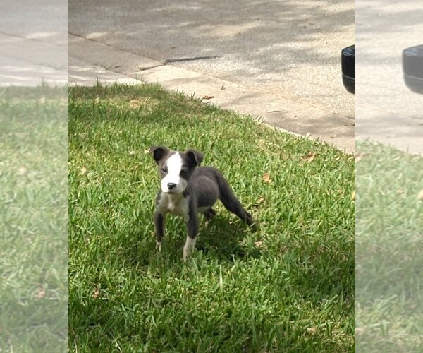 Medium Photo #5 Australian Shepherd-Cavalier King Charles Spaniel Mix Puppy For Sale in Orange Grove, TX, USA