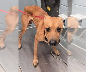 Black Mouth Cur-Unknown Mix Dogs for adoption in Corpus Christi, TX, USA