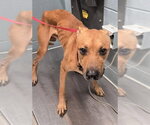 Small Black Mouth Cur Mix