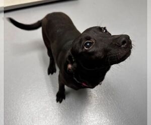 Mutt Dogs for adoption in Hilton Head, SC, USA