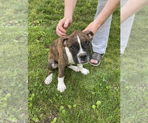 Boxer Puppy for sale in VERSAILLES, MO, USA