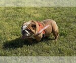 Small Photo #1 English Bulldog Puppy For Sale in OOLOGAH, OK, USA