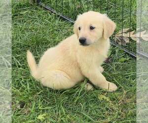 Golden Retriever Puppy for sale in RIGA, MI, USA