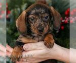 Small #1 Dachshund