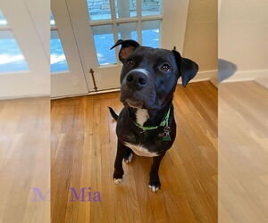 Mia - Female Labrador Retriever-Unknown Mix Dog for Adoption - Photo #4