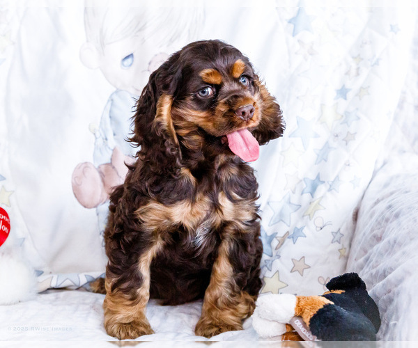 Medium Photo #6 Cocker Spaniel Puppy For Sale in WAKARUSA, IN, USA