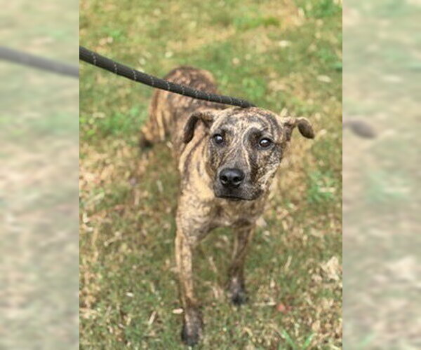 Medium Photo #3 Mutt Puppy For Sale in Shillington, PA, USA