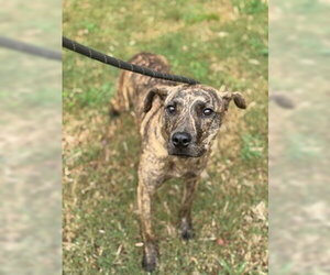Mattison - Female Mutt Dog for Adoption - Photo #3