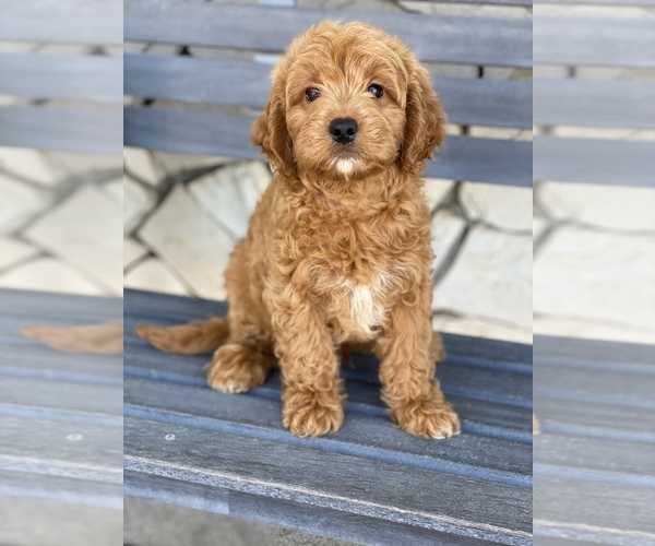 Medium Photo #3 Goldendoodle Puppy For Sale in SAN DIEGO, CA, USA