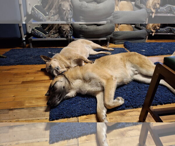 Medium Photo #10 Mutt Puppy For Sale in Sebec, ME, USA