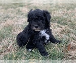 Puppy 0 Poodle (Miniature)-Sheepadoodle Mix