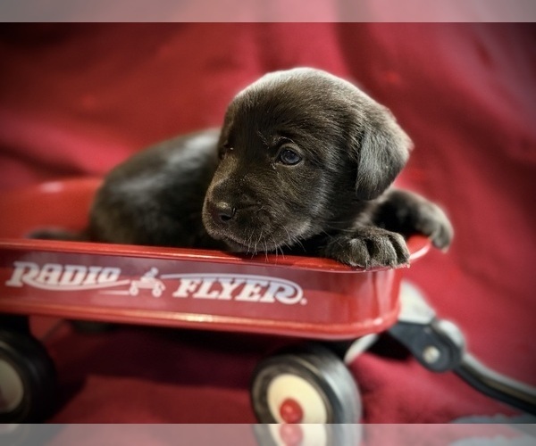 Medium Photo #7 Labrador Retriever Puppy For Sale in RUTHERFORDTON, NC, USA