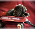 Litter of 8 - Male(s) and Female(s) Labrador RetrieverLitter of Puppies for Sale - Photo #7