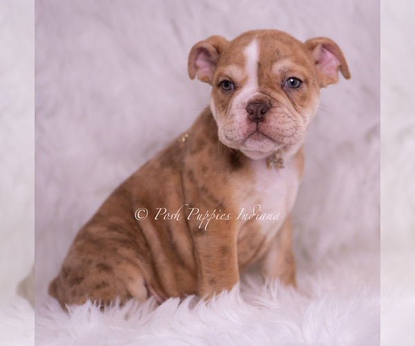 Medium Photo #35 English Bulldog Puppy For Sale in WARSAW, IN, USA