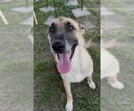 Small Photo #2 German Shepherd Dog Puppy For Sale in Rosenberg, TX, USA