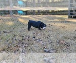 Small Photo #5 English Bulldog Puppy For Sale in POWDER SPRINGS, GA, USA