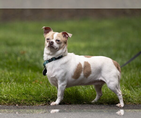 Medium Photo #2 Chug Puppy For Sale in Arlington, VA, USA