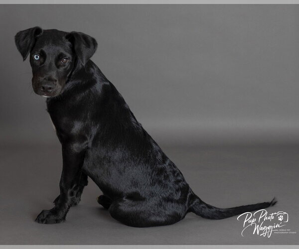 Medium Photo #8 Labrador Retriever-Unknown Mix Puppy For Sale in Claremore, OK, USA