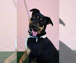 Small #1 Rottweiler