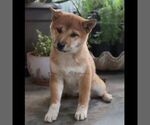 Small #1 Shiba Inu