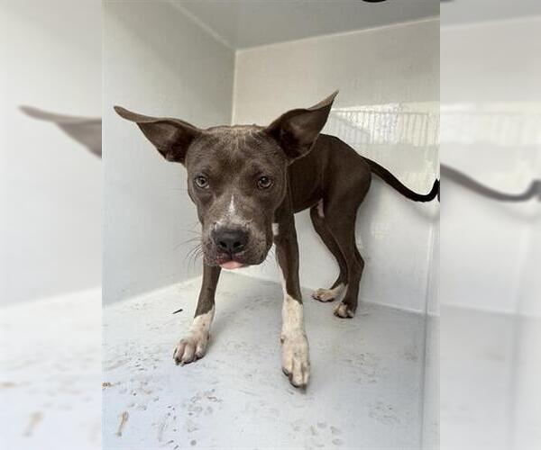 Medium Photo #1 Staffordshire Bull Terrier Puppy For Sale in Houston, TX, USA