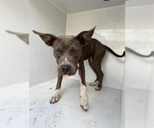 Staffordshire Bull Terrier Dogs for adoption in Houston, TX, USA