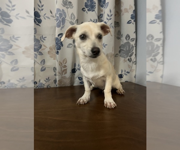 Medium Photo #37 Chihuahua Puppy For Sale in DURHAM, CT, USA