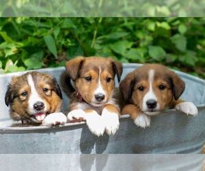 Bernese Mountain Dog-Scotch Collie Mix Puppy for sale in PALESTINE, IL, USA