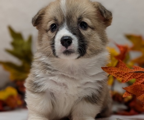 Medium Photo #7 Pembroke Welsh Corgi Puppy For Sale in GOSHEN, IN, USA